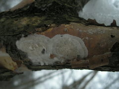 Hypomyces semitranslucens