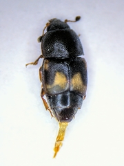 Carpophilus hemipterus