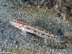 Gobius gasteveni
