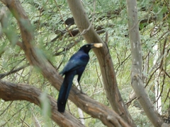 Quiscalus mexicanus