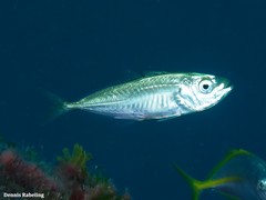 Trachurus trachurus