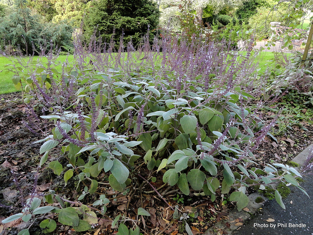 Silver Spurflower Plectranthus Argentatus Inaturalist Canada