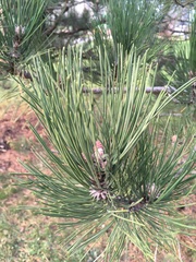 Pinus resinosa