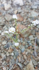 Cryptantha abramsii
