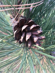 Pinus resinosa