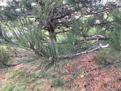 Pinus resinosa