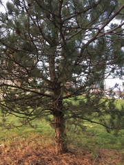 Pinus resinosa