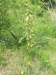 Yucca arkansana