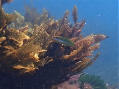 Halichoeres brownfieldi