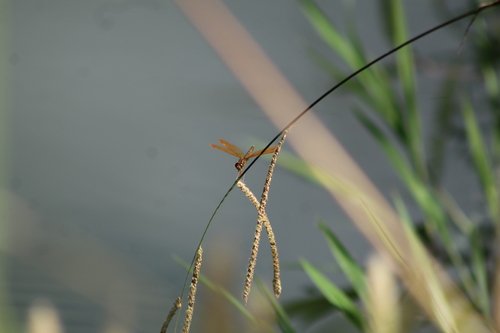 Pond Amberwing photo 5