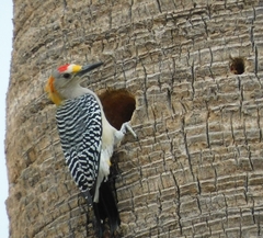 Melanerpes aurifrons