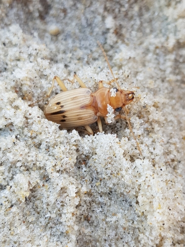 photo of The Beachcomber (Eurynebria complanata)