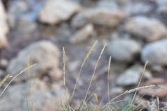 Elymus pycnanthus