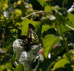 Graphium agamemnon