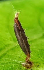 Lepidoptera