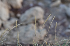 Elymus pycnanthus