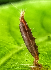 Lepidoptera