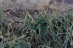 Elymus pycnanthus