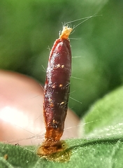 Lepidoptera