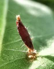 Lepidoptera