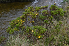 Hypericum lancioides lancioides