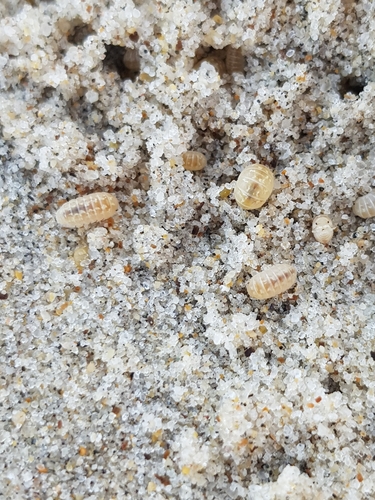 photo of White Pill Woodlouse (Armadillidium album)