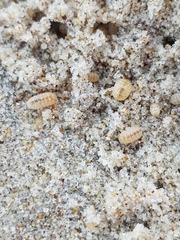 Armadillidium album
