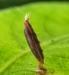 Lepidoptera