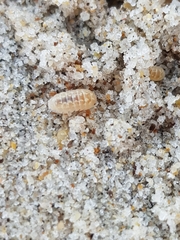 Armadillidium album