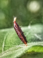 Lepidoptera
