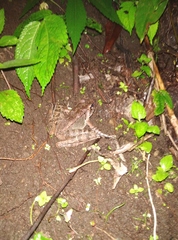 Wijayarana masonii