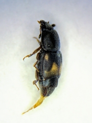 Carpophilus hemipterus