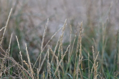 Elymus pycnanthus
