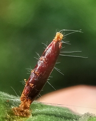 Lepidoptera