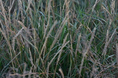Elymus pycnanthus