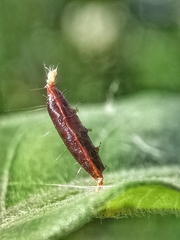 Lepidoptera