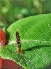 Lepidoptera