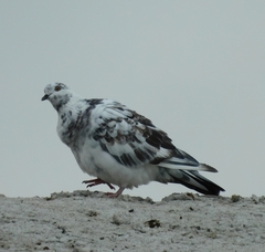 Columba livia