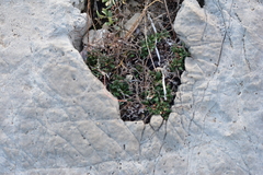 Limonium cancellatum