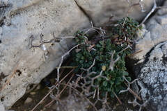 Limonium cancellatum