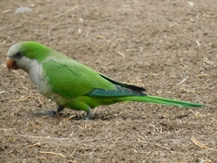 Myiopsitta monachus