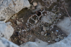 Limonium cancellatum