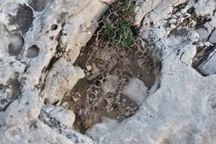 Limonium cancellatum