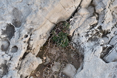 Limonium cancellatum
