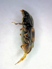 Carpophilus hemipterus