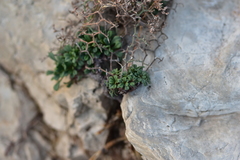 Limonium cancellatum