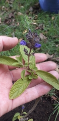Salvia bogotensis