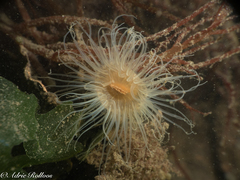 Sagartiogeton undatus