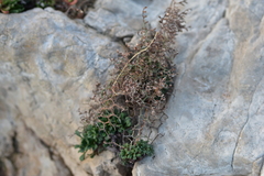 Limonium cancellatum