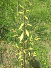 Yucca arkansana